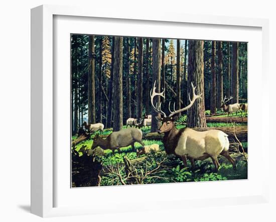 Elk Herd-Fred Ludekens-Framed Giclee Print