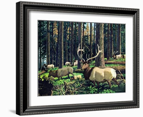 Elk Herd-Fred Ludekens-Framed Giclee Print