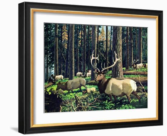 Elk Herd-Fred Ludekens-Framed Giclee Print