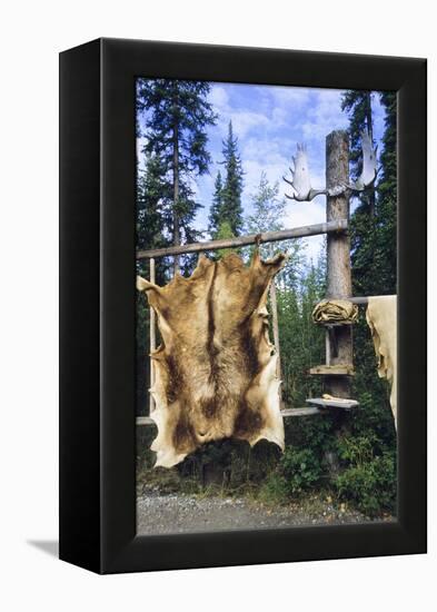 Elk Hide over Wooden Rack for Easy Scraping and Tanning. Alaska-Angel Wynn-Framed Premier Image Canvas