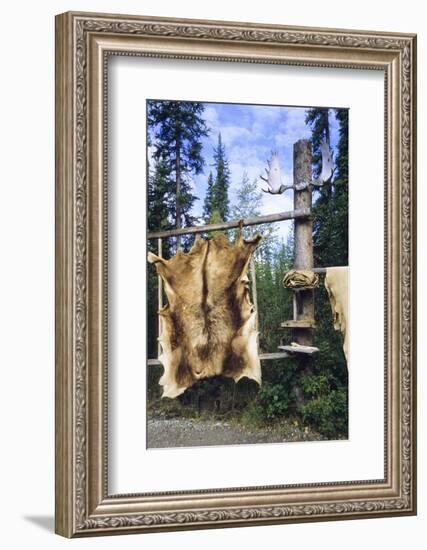 Elk Hide over Wooden Rack for Easy Scraping and Tanning. Alaska-Angel Wynn-Framed Photographic Print