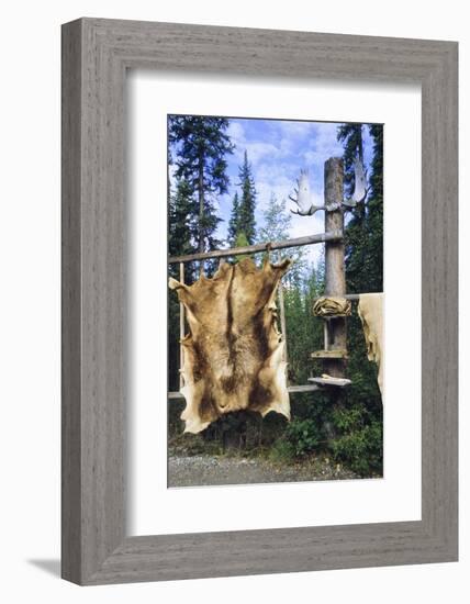 Elk Hide over Wooden Rack for Easy Scraping and Tanning. Alaska-Angel Wynn-Framed Photographic Print