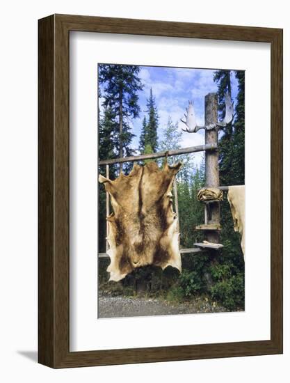 Elk Hide over Wooden Rack for Easy Scraping and Tanning. Alaska-Angel Wynn-Framed Photographic Print