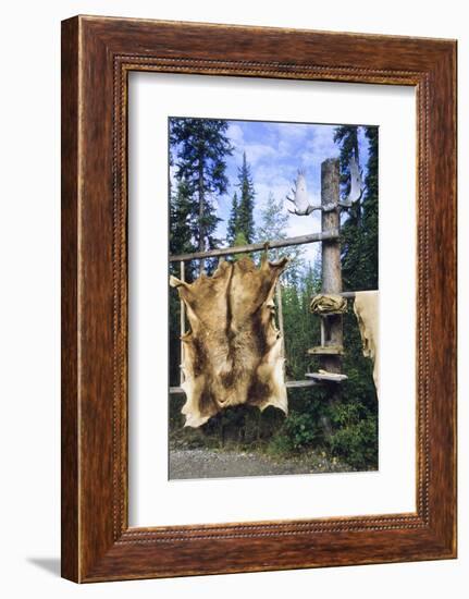 Elk Hide over Wooden Rack for Easy Scraping and Tanning. Alaska-Angel Wynn-Framed Photographic Print