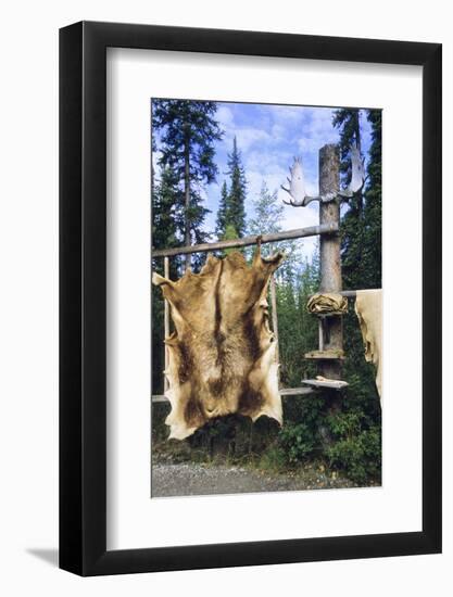 Elk Hide over Wooden Rack for Easy Scraping and Tanning. Alaska-Angel Wynn-Framed Photographic Print