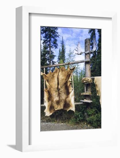 Elk Hide over Wooden Rack for Easy Scraping and Tanning. Alaska-Angel Wynn-Framed Photographic Print