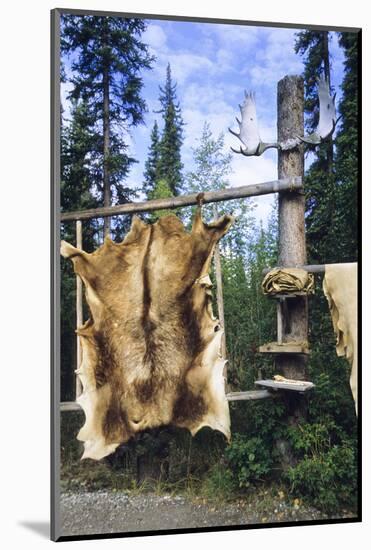 Elk Hide over Wooden Rack for Easy Scraping and Tanning. Alaska-Angel Wynn-Mounted Photographic Print