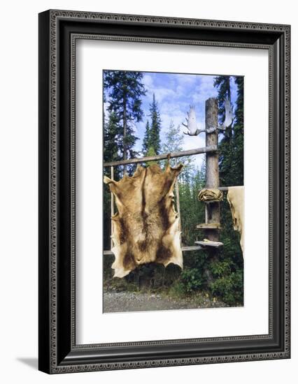 Elk Hide over Wooden Rack for Easy Scraping and Tanning. Alaska-Angel Wynn-Framed Photographic Print