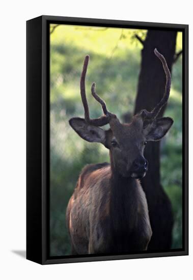 Elk I-Tammy Putman-Framed Premier Image Canvas