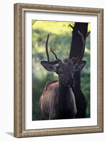 Elk I-Tammy Putman-Framed Photographic Print