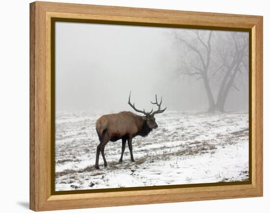 Elk III-Tammy Putman-Framed Premier Image Canvas