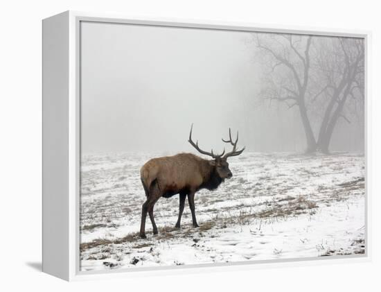 Elk III-Tammy Putman-Framed Premier Image Canvas