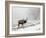 Elk III-Tammy Putman-Framed Photographic Print