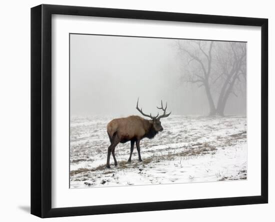 Elk III-Tammy Putman-Framed Photographic Print