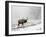 Elk III-Tammy Putman-Framed Photographic Print