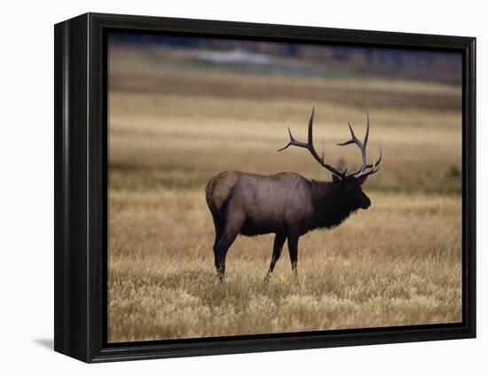 Elk in Field, Yellowstone National Park, WY-Elizabeth DeLaney-Framed Premier Image Canvas