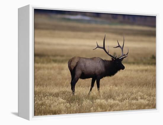 Elk in Field, Yellowstone National Park, WY-Elizabeth DeLaney-Framed Premier Image Canvas