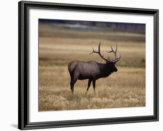 Elk in Field, Yellowstone National Park, WY-Elizabeth DeLaney-Framed Photographic Print