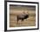 Elk in Field, Yellowstone National Park, WY-Elizabeth DeLaney-Framed Photographic Print