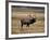 Elk in Field, Yellowstone National Park, WY-Elizabeth DeLaney-Framed Photographic Print