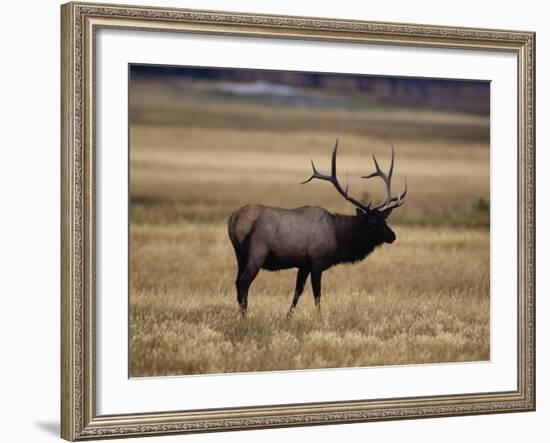 Elk in Field, Yellowstone National Park, WY-Elizabeth DeLaney-Framed Photographic Print