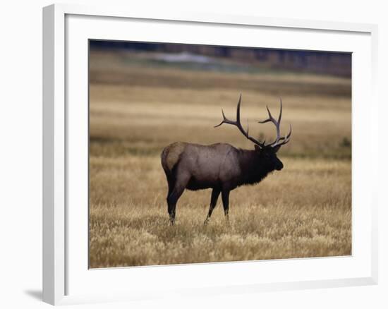 Elk in Field, Yellowstone National Park, WY-Elizabeth DeLaney-Framed Photographic Print