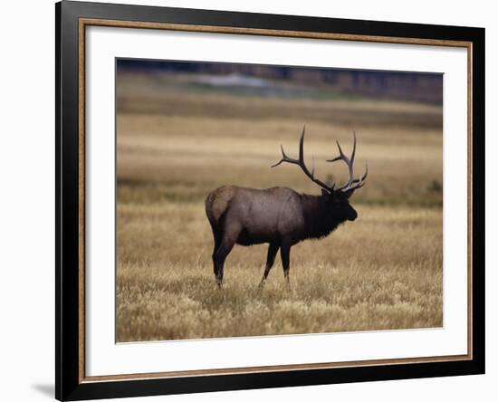 Elk in Field, Yellowstone National Park, WY-Elizabeth DeLaney-Framed Photographic Print