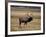 Elk in Field, Yellowstone National Park, WY-Elizabeth DeLaney-Framed Photographic Print