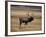 Elk in Field, Yellowstone National Park, WY-Elizabeth DeLaney-Framed Photographic Print