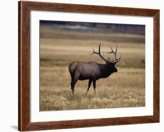 Elk in Field, Yellowstone National Park, WY-Elizabeth DeLaney-Framed Photographic Print