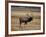 Elk in Field, Yellowstone National Park, WY-Elizabeth DeLaney-Framed Photographic Print