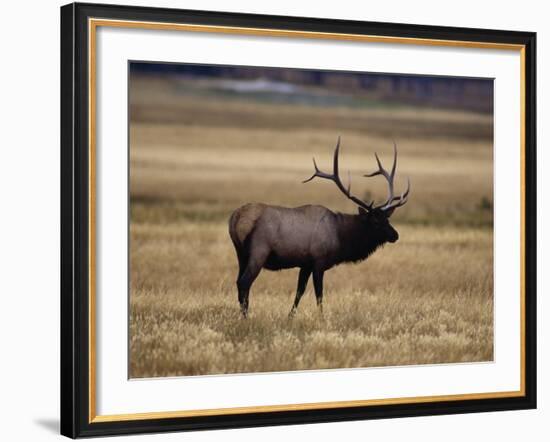 Elk in Field, Yellowstone National Park, WY-Elizabeth DeLaney-Framed Photographic Print