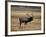 Elk in Field, Yellowstone National Park, WY-Elizabeth DeLaney-Framed Photographic Print