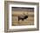 Elk in Field, Yellowstone National Park, WY-Elizabeth DeLaney-Framed Photographic Print