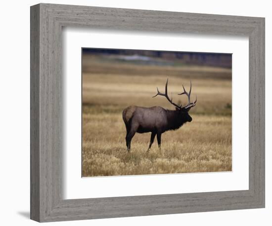 Elk in Field, Yellowstone National Park, WY-Elizabeth DeLaney-Framed Photographic Print