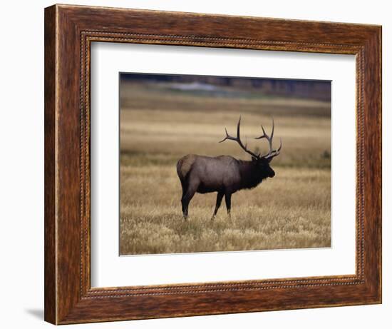 Elk in Field, Yellowstone National Park, WY-Elizabeth DeLaney-Framed Photographic Print