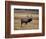 Elk in Field, Yellowstone National Park, WY-Elizabeth DeLaney-Framed Photographic Print