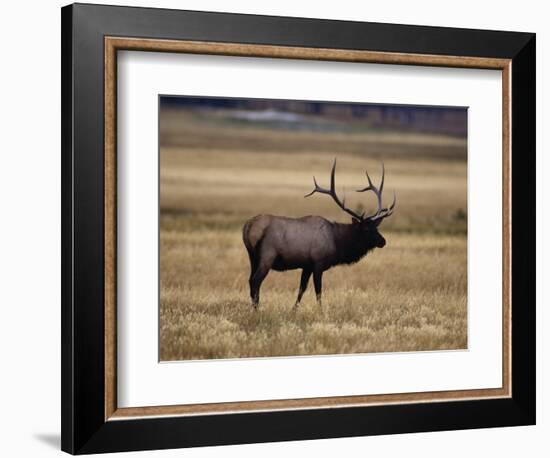 Elk in Field, Yellowstone National Park, WY-Elizabeth DeLaney-Framed Photographic Print