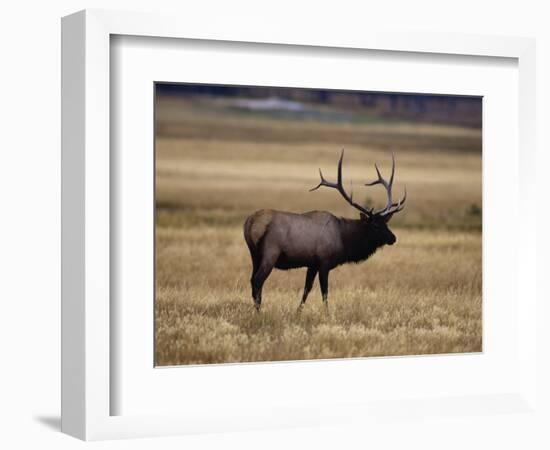 Elk in Field, Yellowstone National Park, WY-Elizabeth DeLaney-Framed Photographic Print