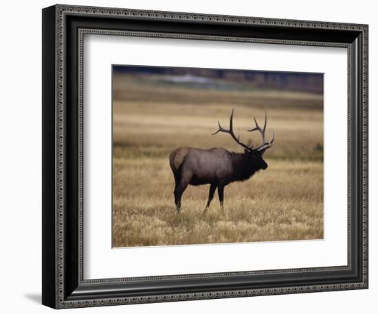 Elk in Field, Yellowstone National Park, WY-Elizabeth DeLaney-Framed Photographic Print