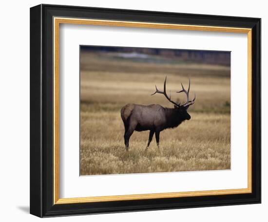 Elk in Field, Yellowstone National Park, WY-Elizabeth DeLaney-Framed Photographic Print