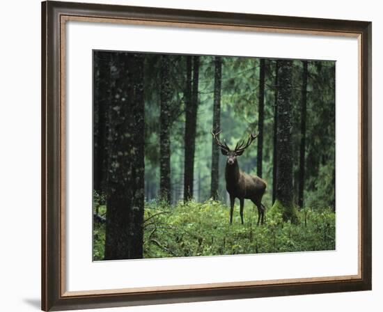 Elk in Forest-sirtravelalot-Framed Photographic Print