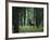 Elk in Forest-sirtravelalot-Framed Photographic Print