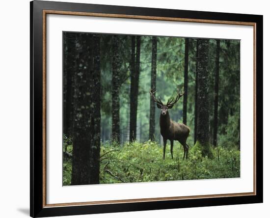 Elk in Forest-sirtravelalot-Framed Photographic Print