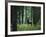 Elk in Forest-sirtravelalot-Framed Photographic Print