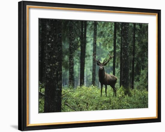 Elk in Forest-sirtravelalot-Framed Photographic Print