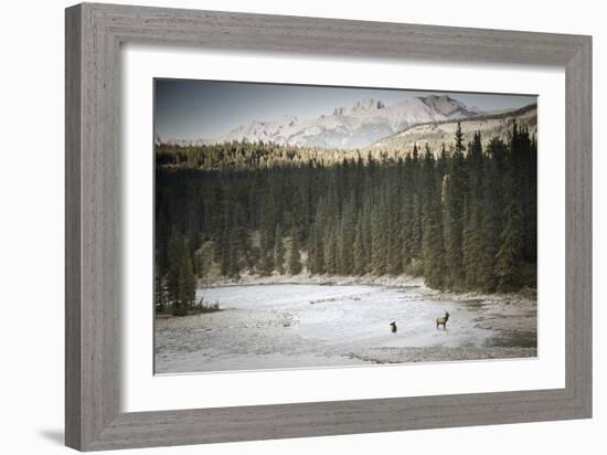 Elk In Jasper-Lindsay Daniels-Framed Photographic Print