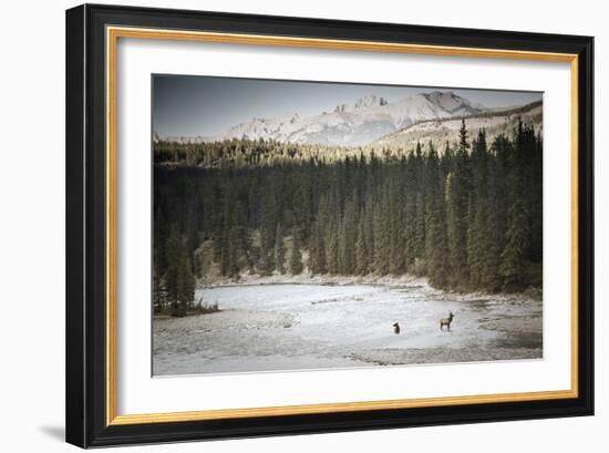 Elk In Jasper-Lindsay Daniels-Framed Photographic Print