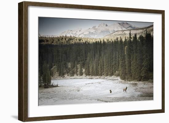 Elk In Jasper-Lindsay Daniels-Framed Photographic Print