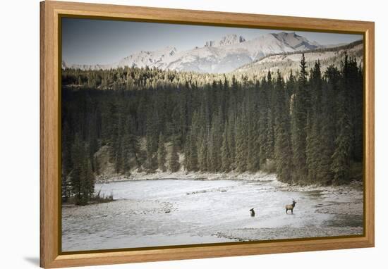 Elk In Jasper-Lindsay Daniels-Framed Premier Image Canvas